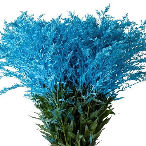 Solidago Dyed Light Blue