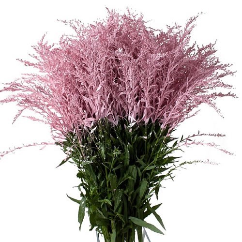 Solidago Dyed Light Pink