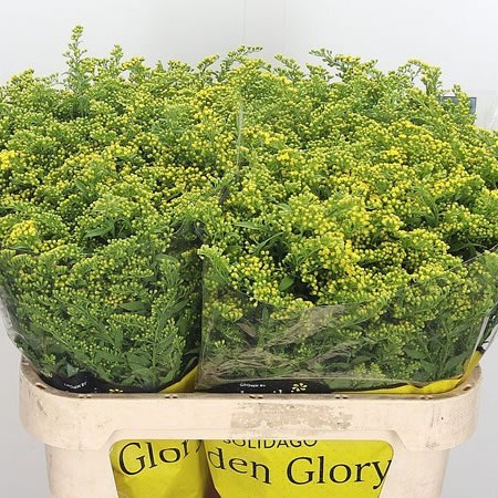 Solidago Golden Glory (Israel)