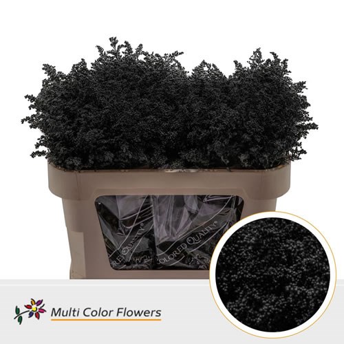 Solidago Tara Dyed Black