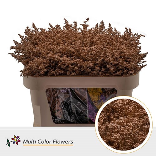 Solidago Tara Dyed Brown
