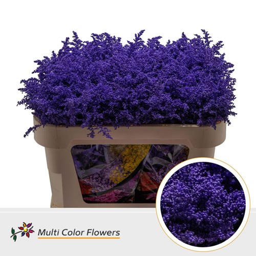 Solidago Tara Dyed Purple