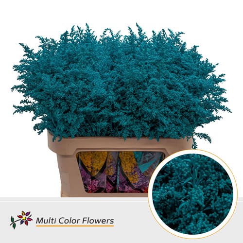 Solidago Tara Dyed Turquoise