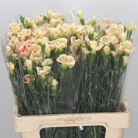Carnation Spr. Solomio Simply Peach