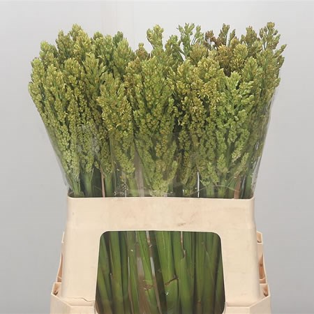Sorghum Grass