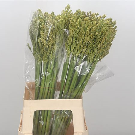 Sorghum Grass