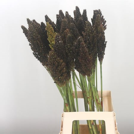 Sorghum Grass - Zebra Compact