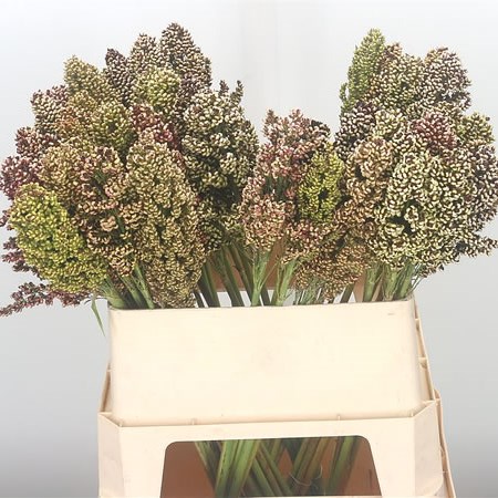 Sorghum Milaan Grass