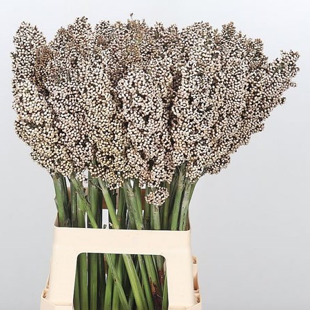 Sorghum Seed