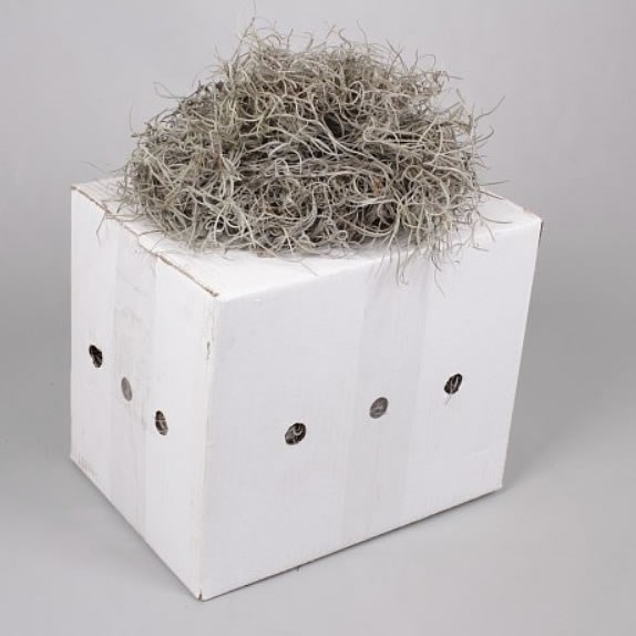 Spanish Moss Dried Thick (1Kg Box)