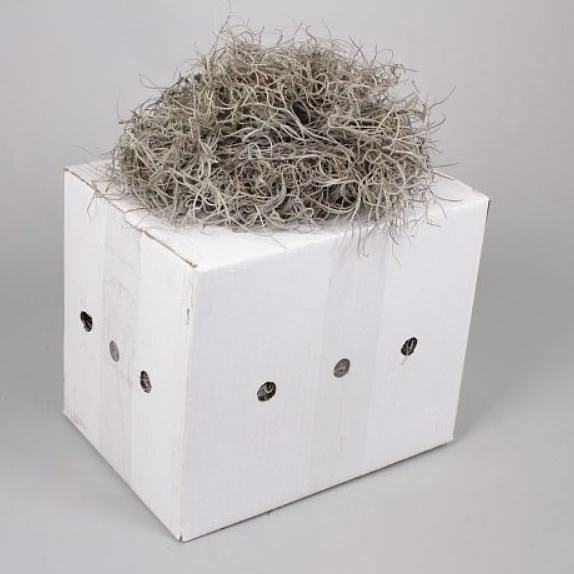 Spanish Moss Thick (1Kg Box)
