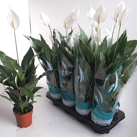 Spathiphyllum Sweet Chico Plants 12cm Pot Online Indoor Plants Uk