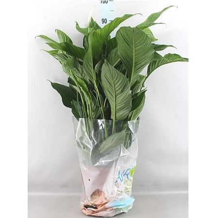 Spathiphyllum Sweet Lauretta (Peace Lily)
