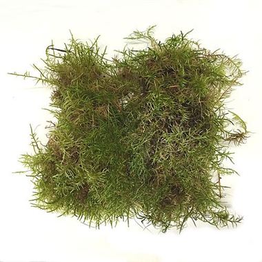Moss - Natural English (Ideal for Wreath Making)