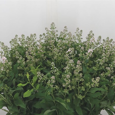 Spiraea Pink Innocence