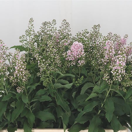 Spiraea Pink Innocence