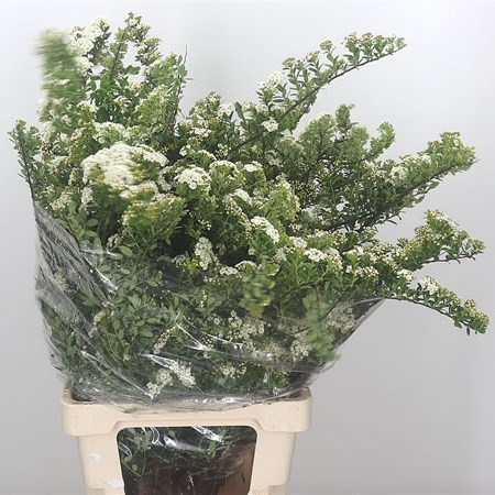 Spiraea Snowmound (Extra)