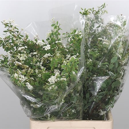 Spiraea Snowmountain