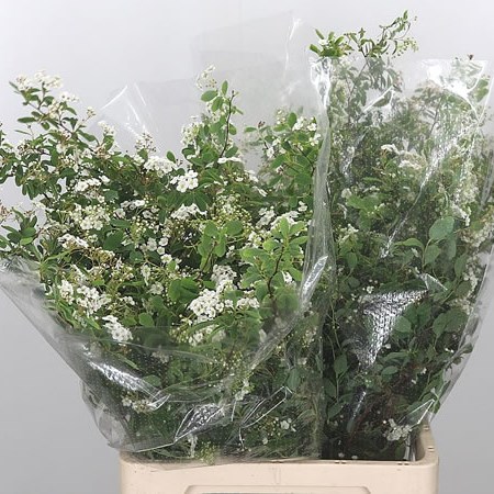 Spiraea Snowmountain (Extra)