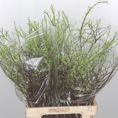 Spirea Grefsheim