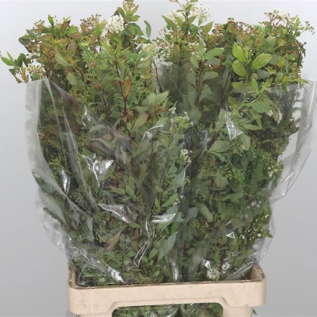 Spirea Prunifolia
