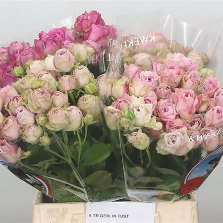 Spray Rose Lace Mix