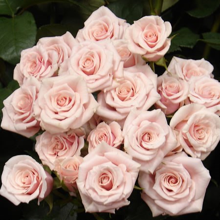 Light pink majolica spray rose hotsell