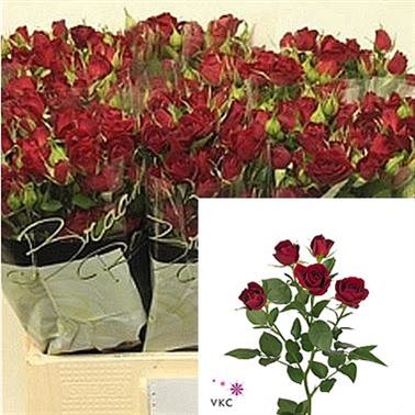Rose Spray Rubicon