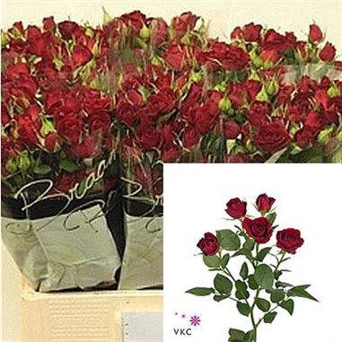 Rose Spray rubicon