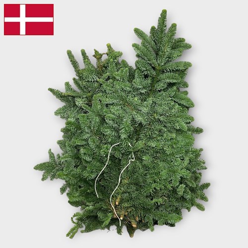 Spruce (Danish) - Approx. 4.5-5Kg 
