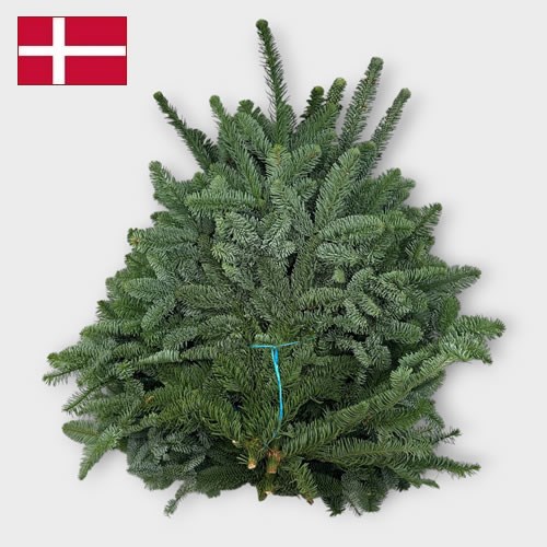 Spruce (Danish) - Approx. 4.5-5Kg 