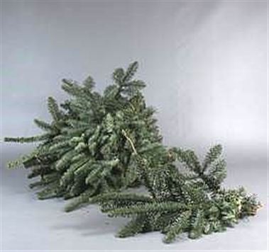 Spruce - Mini Hand Bunches