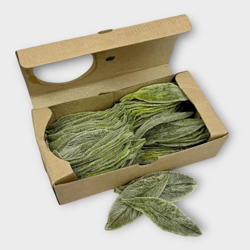 Stachys Leaves - Lambs Ears