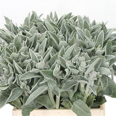 Stachys Byzantina Silver Finch