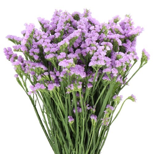 Statice Tessa Malva