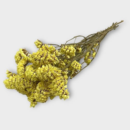 Statice Yellow (dried)