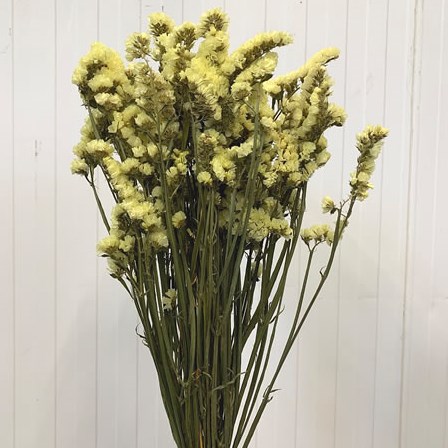 Statice Yellow (dried)