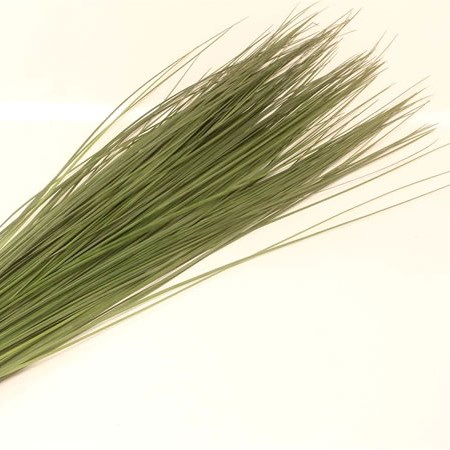 Steelgrass
