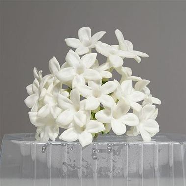 Stephanotis Floribunda (Pips)