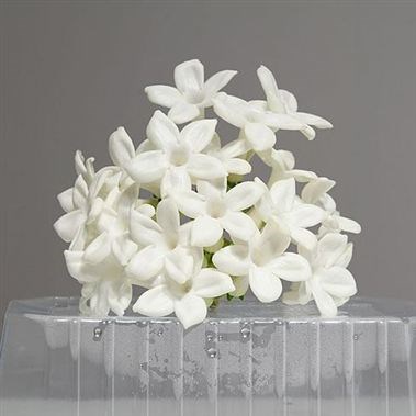STEPHANOTIS FLORIBUNDA (PIPS)