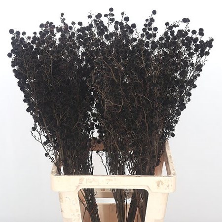 Stillingia Dyed Black