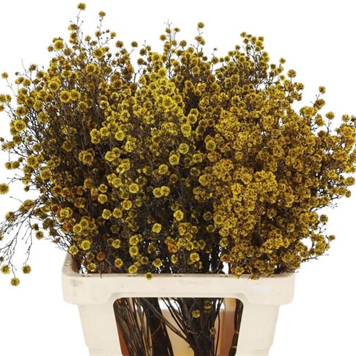 Stillingia dyed Yellow