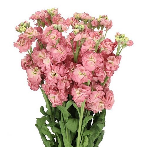 Stocks Antique Rose