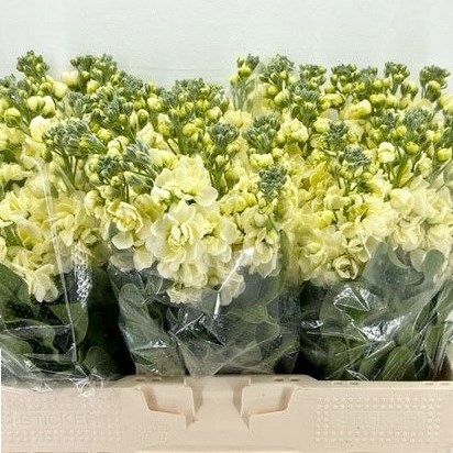 Stocks Anytime Yellow