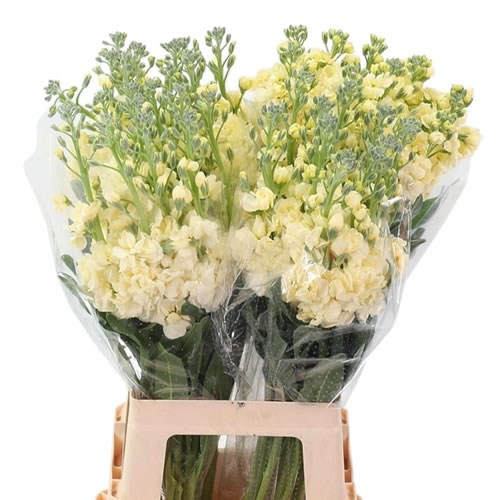 Stocks Anytime Yellow