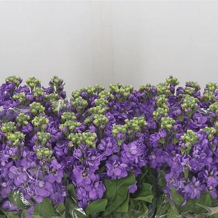 Stocks Centum Lavender