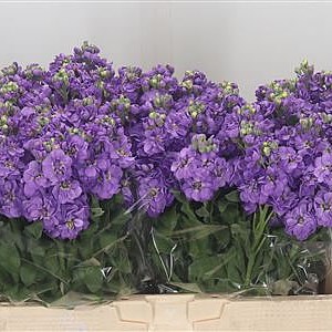 Stocks Centum Lavender 55cm | Wholesale Dutch Flowers & Florist Supplies UK