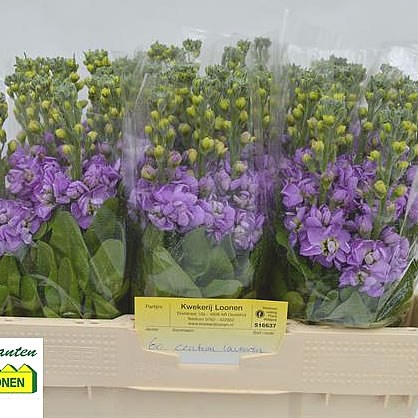Stocks Centum Lavender