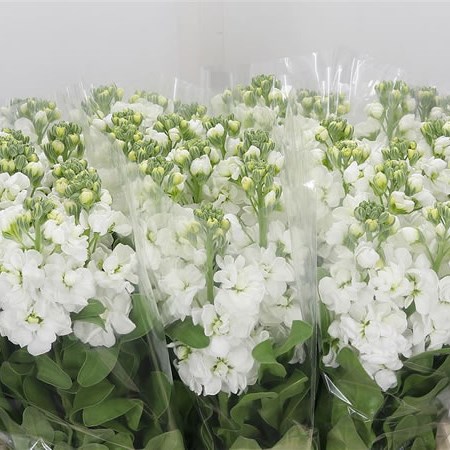 Stocks Centum White