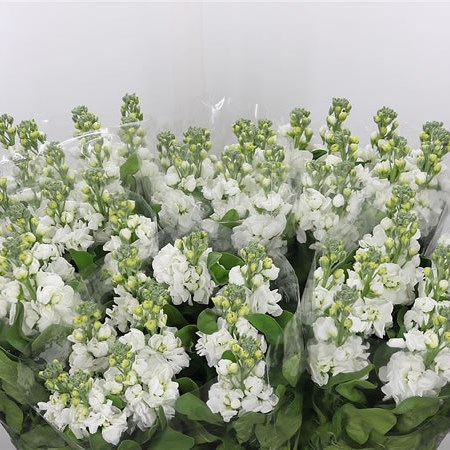 Stocks Centum White